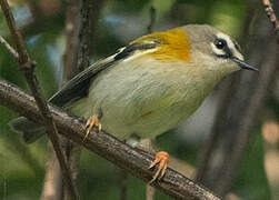 Madeira Firecrest