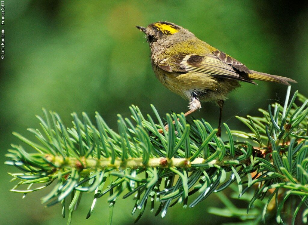 Goldcrest