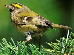 Goldcrest