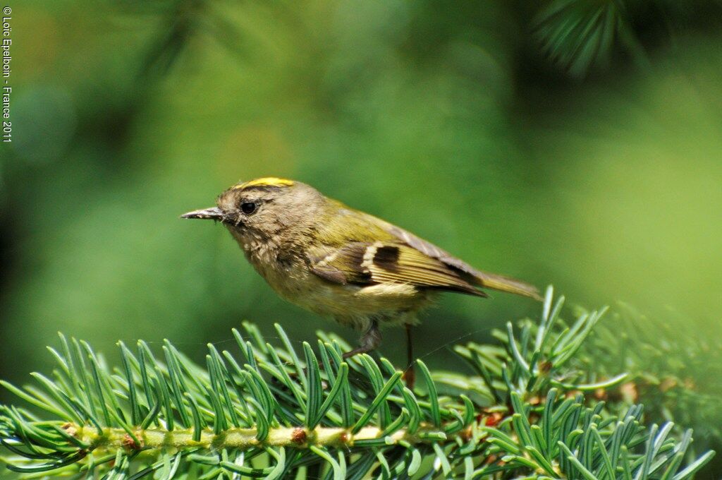 Goldcrest