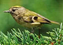 Goldcrest