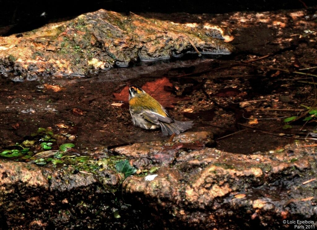 Common Firecrest