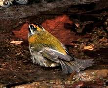 Common Firecrest