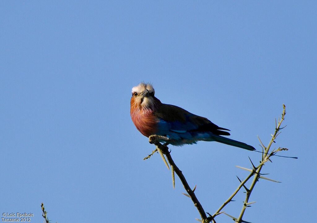 Lilac-breasted Roller