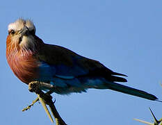 Lilac-breasted Roller