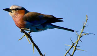 Lilac-breasted Roller