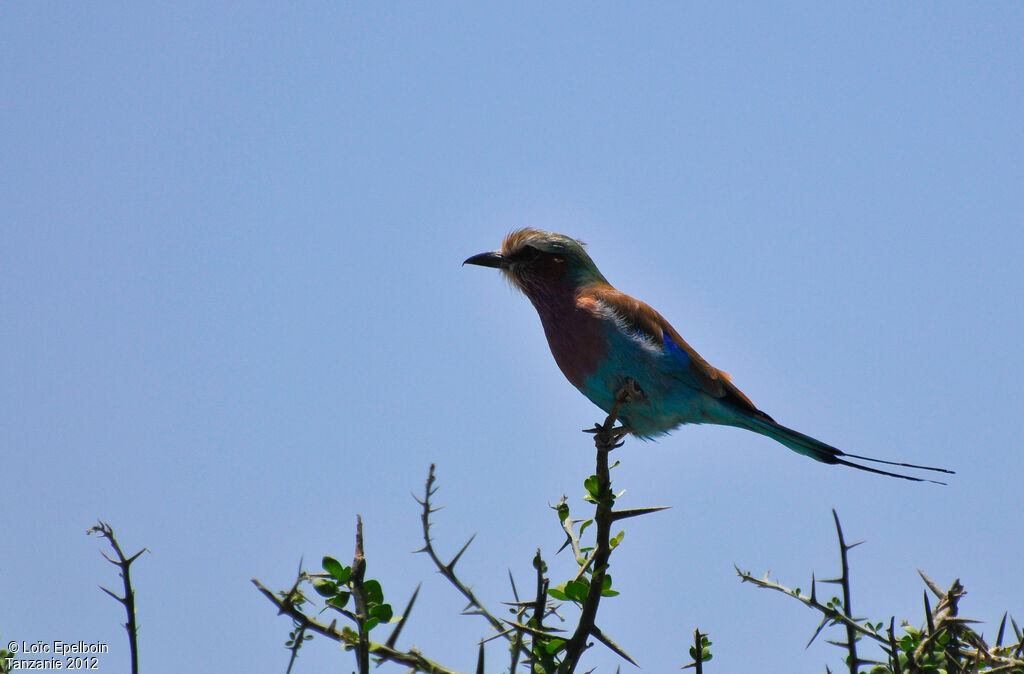 Lilac-breasted Roller