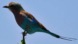 Lilac-breasted Roller