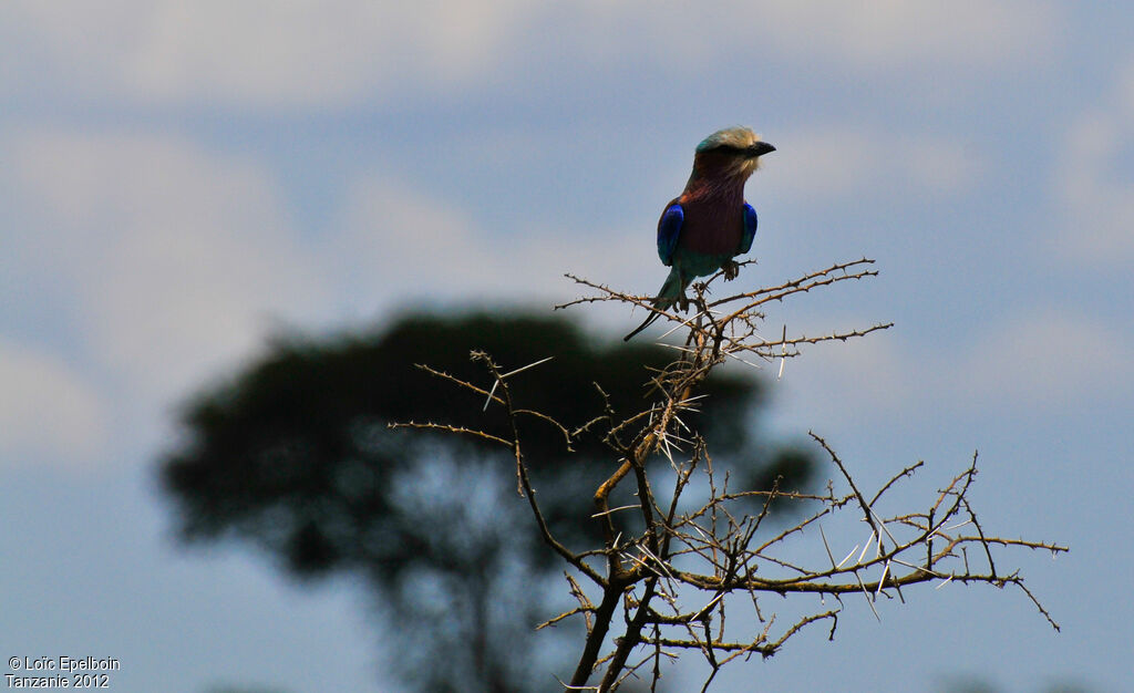 Lilac-breasted Roller