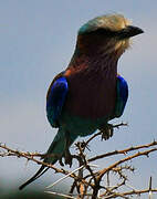 Lilac-breasted Roller