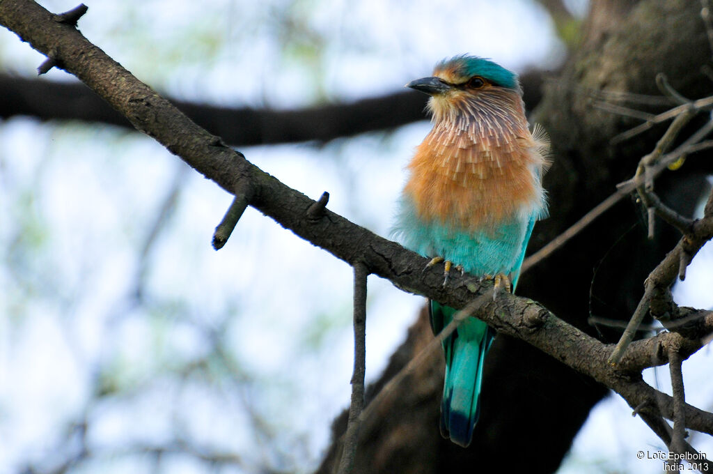 Indian Roller