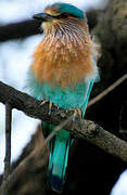 Indian Roller