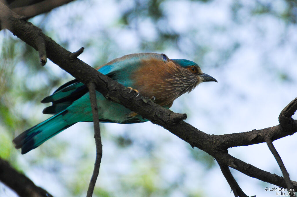 Indian Roller