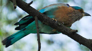 Indian Roller