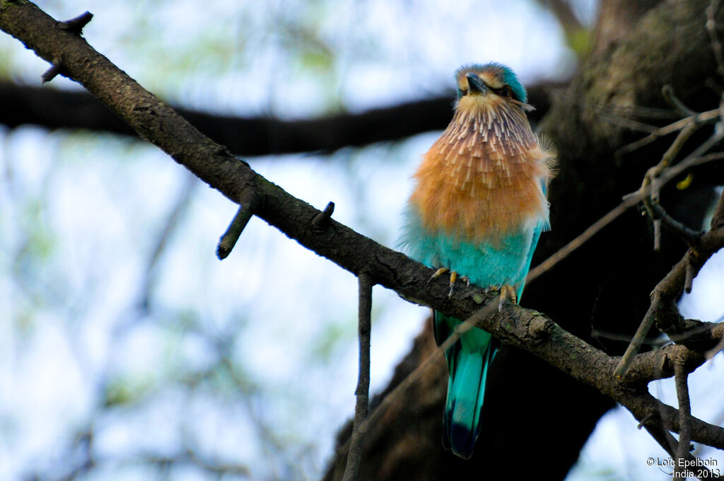 Indian Roller