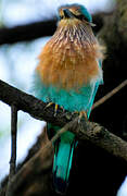 Indian Roller