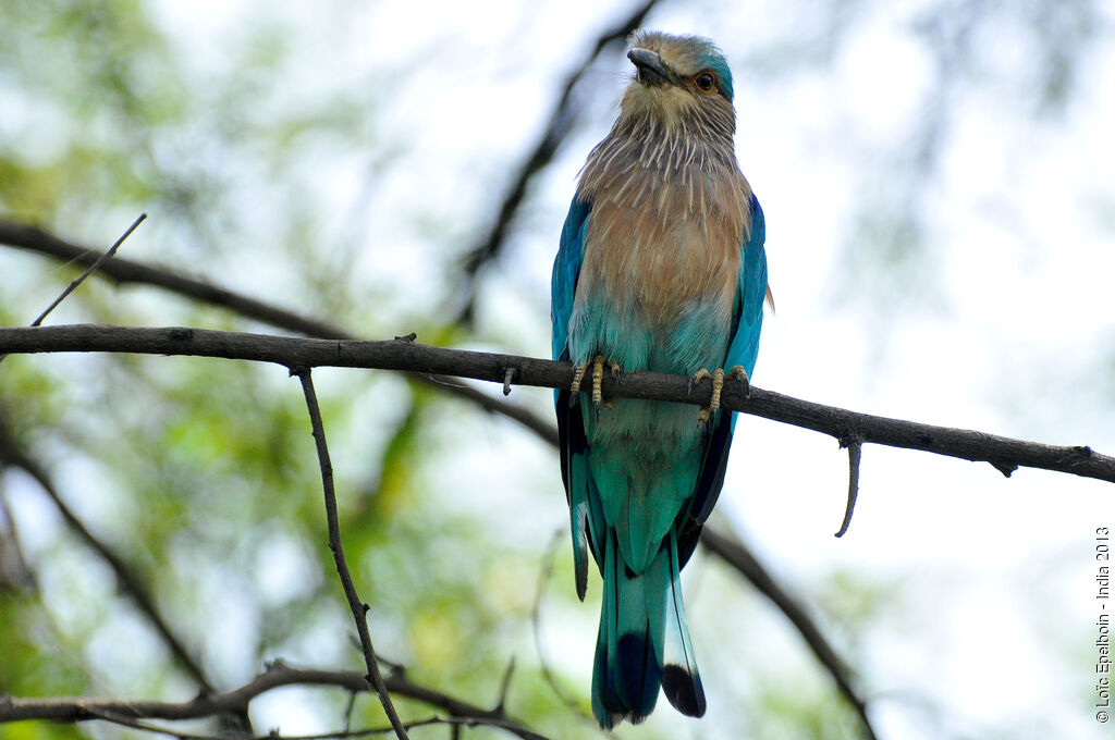 Indian Roller