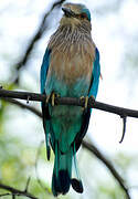 Indian Roller