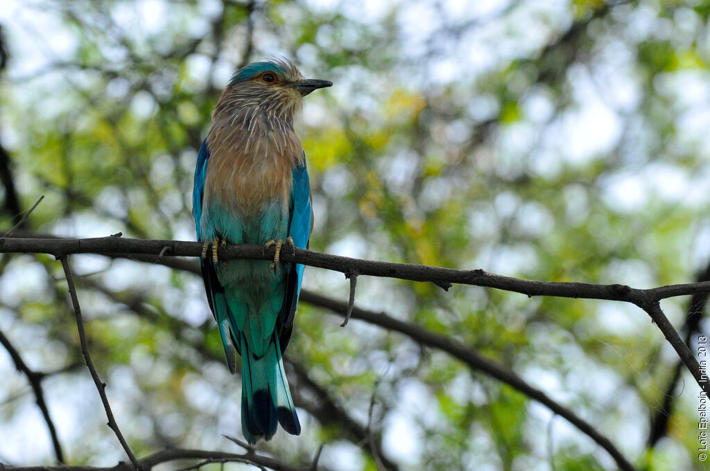 Indian Roller