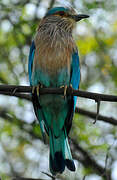 Indian Roller