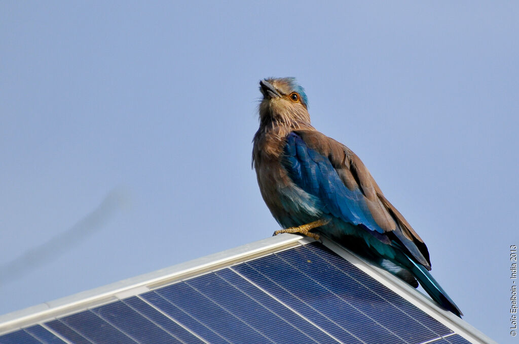 Indian Roller