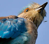 Indian Roller