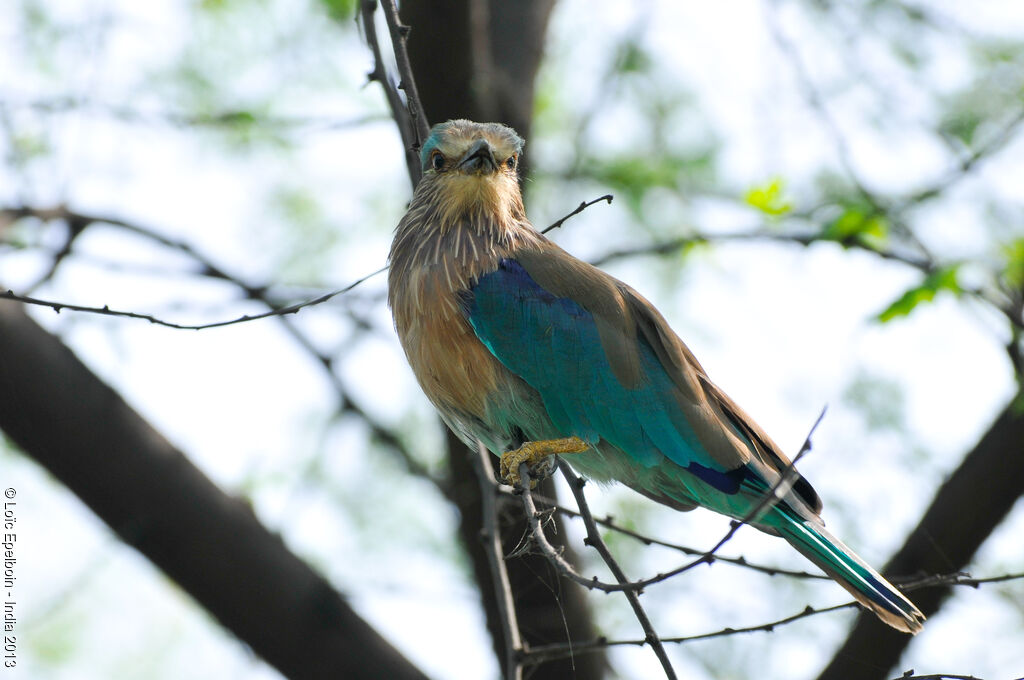 Indian Roller