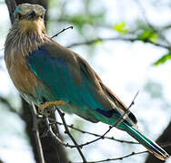 Indian Roller