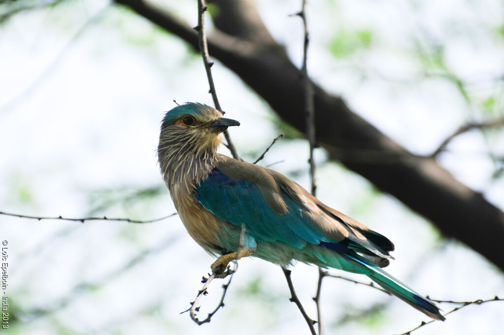 Indian Roller