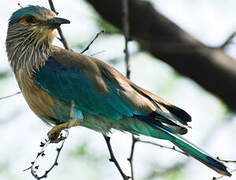 Indian Roller