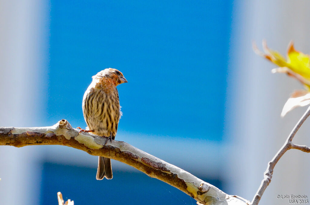 House Finch