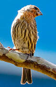 House Finch