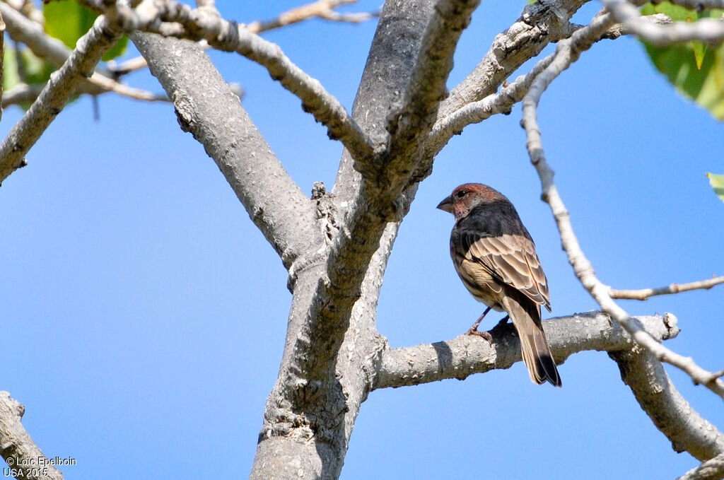 House Finch