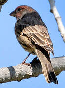 House Finch