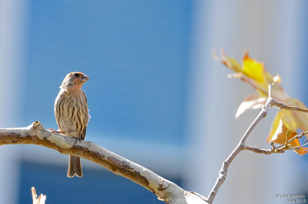 House Finch