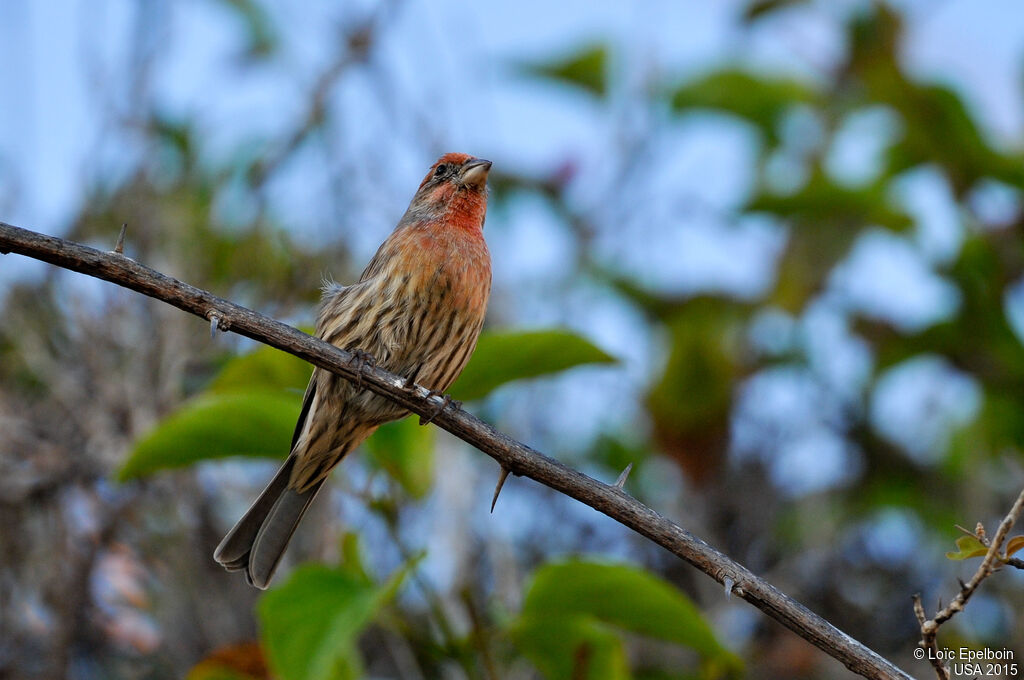 House Finch