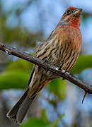 House Finch