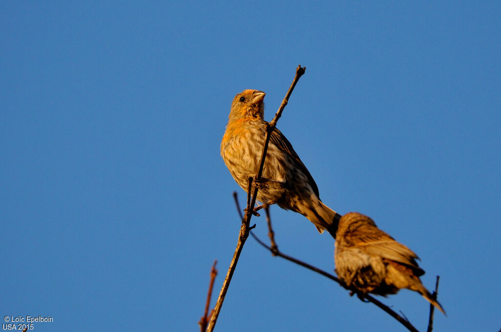 House Finch