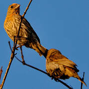 House Finch