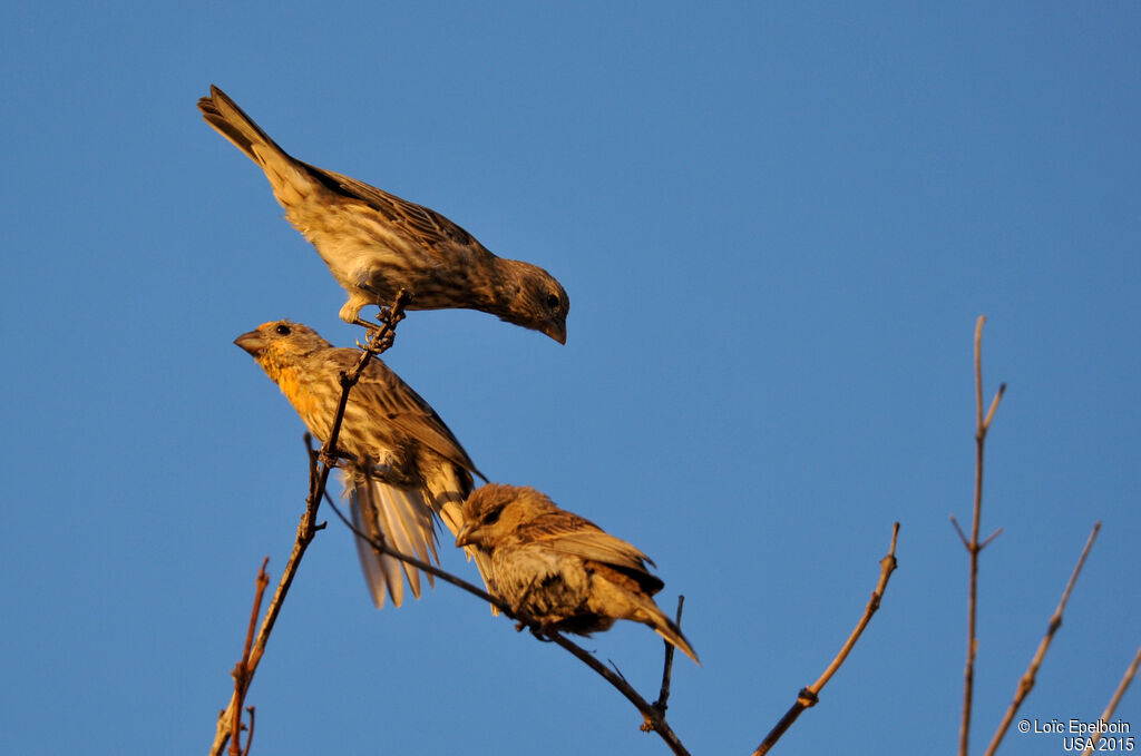 House Finch