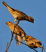 House Finch