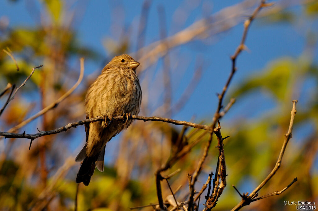 House Finch