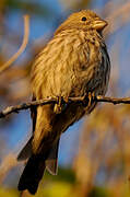 House Finch