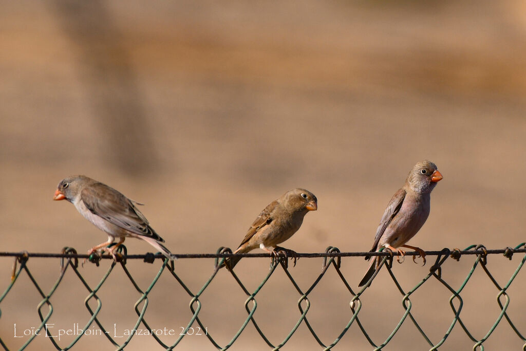 Trumpeter Finch