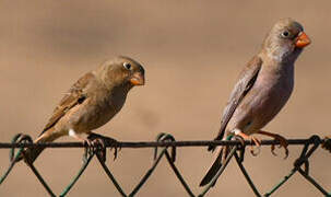 Trumpeter Finch