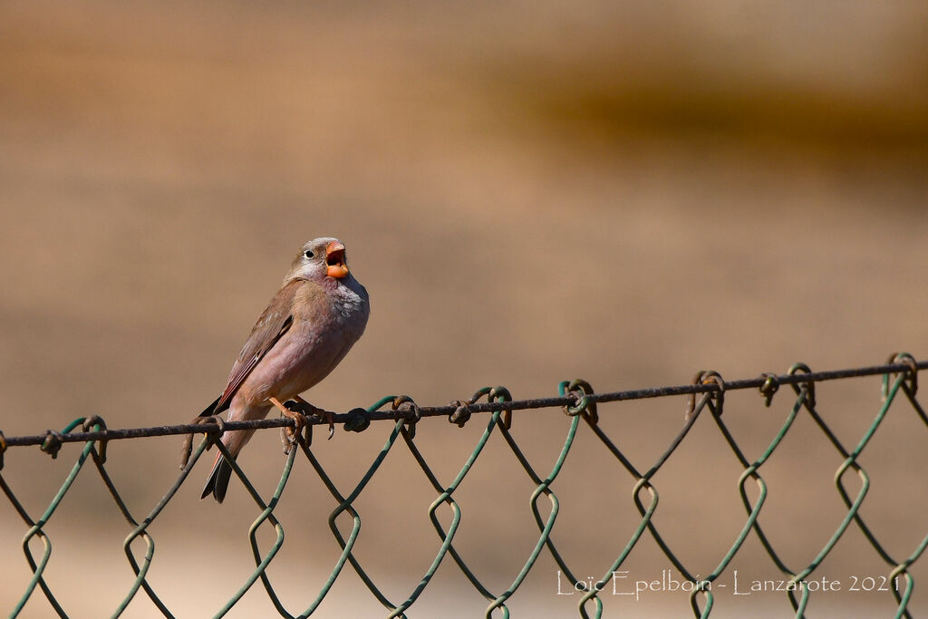 Trumpeter Finch