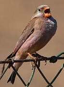 Trumpeter Finch