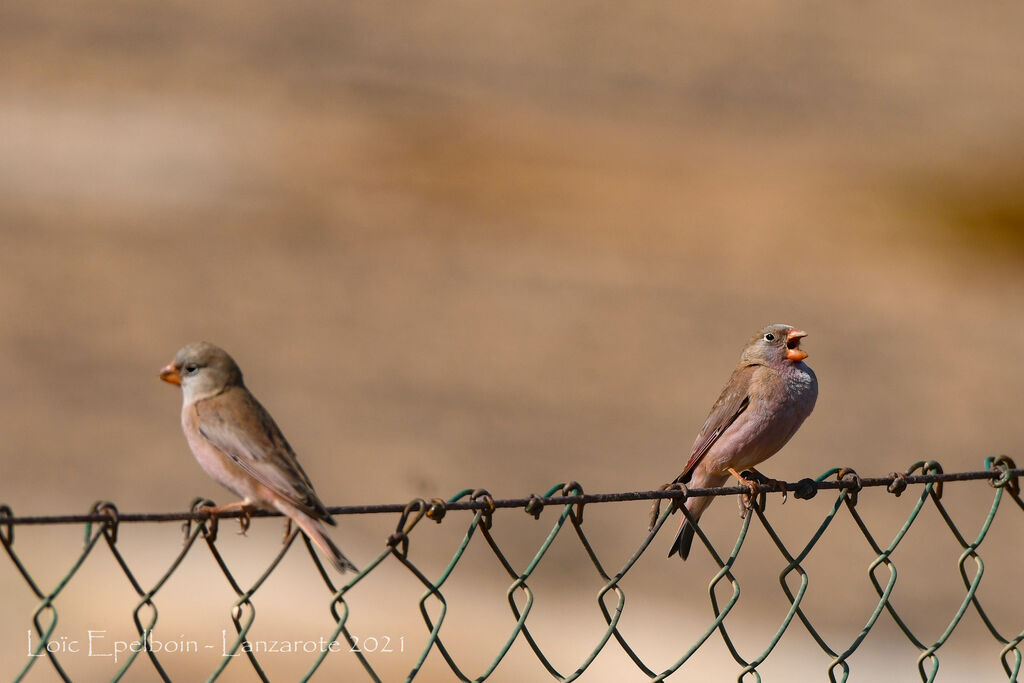 Trumpeter Finch