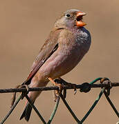 Trumpeter Finch