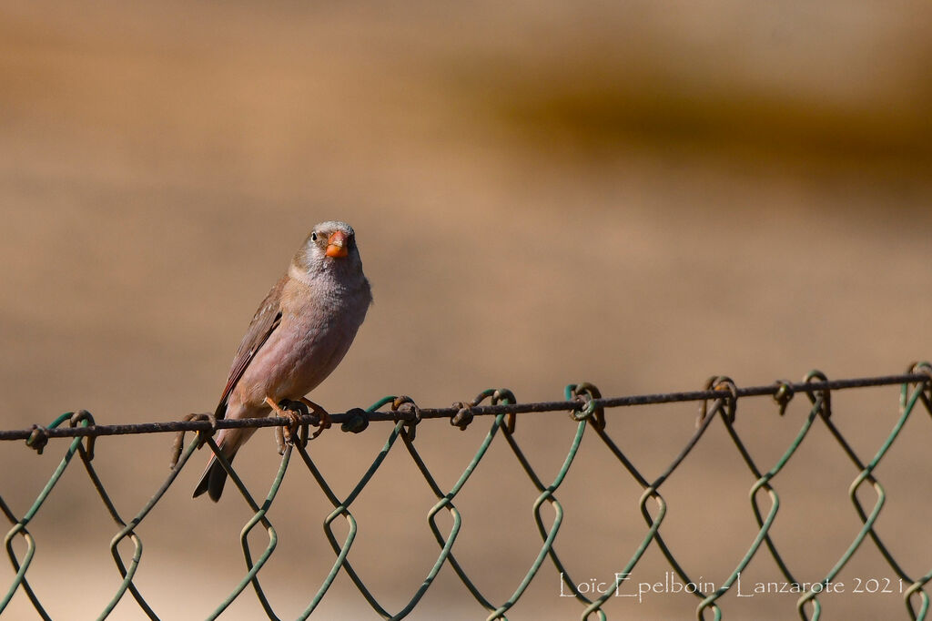 Trumpeter Finch